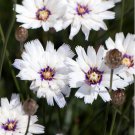 25 seeds  Cupid's Dart  White color, great for your garden    #IEB13