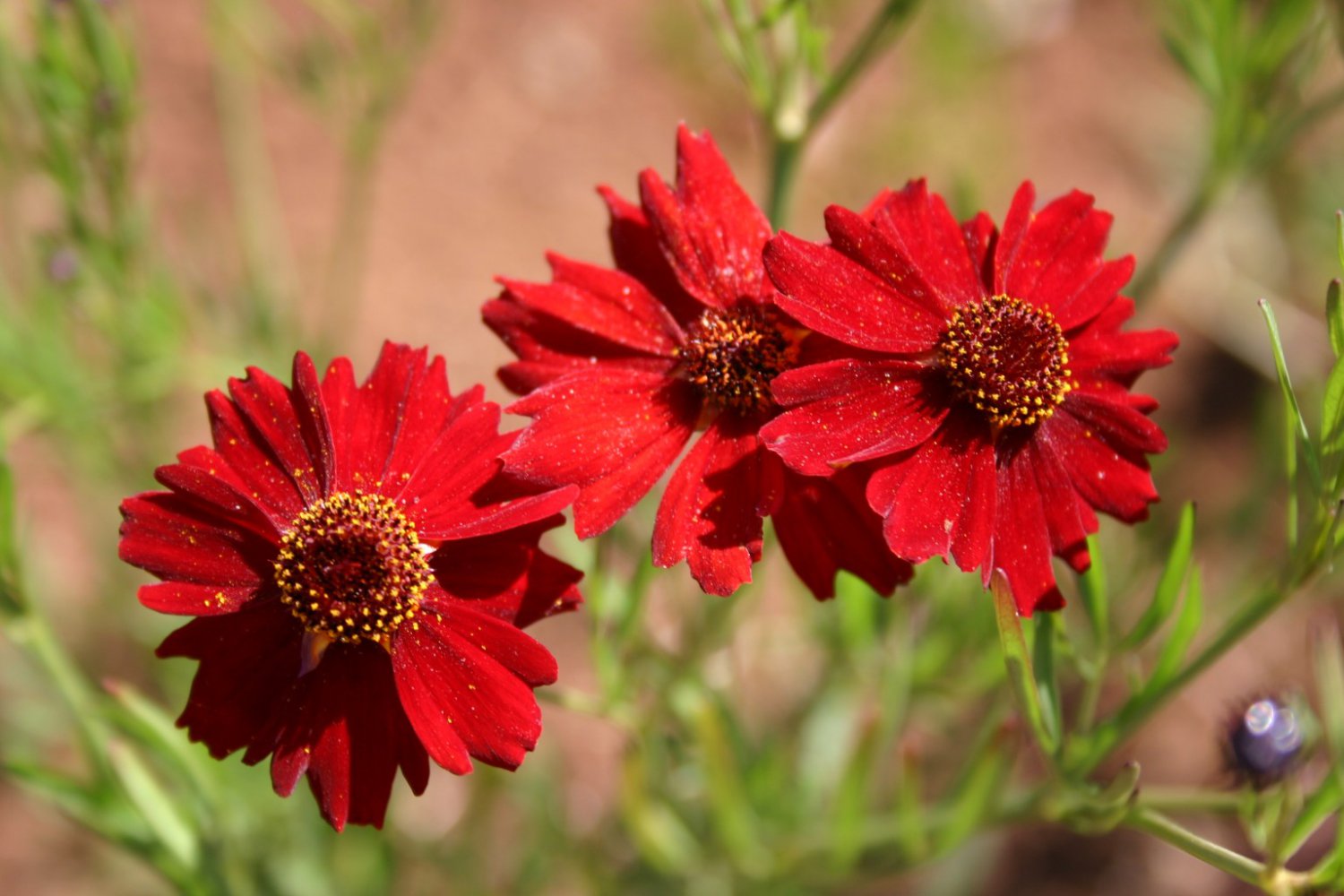 100 flower seeds variated Coreopsis  Red Dwarf easy to grow   #IEB13