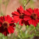 100 flower seeds variated Coreopsis  Red Dwarf easy to grow   #IEB13