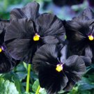 flower seeds  Pansy black colors, 50 Seeds   #IEB13