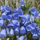 100 flower seeds Bellflower Blue color, great for your garden    #IEB13