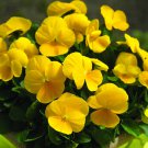50 flower seeds Viola  Yellow color  Perfection    #IEB13