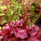 fresh seeds Coral Bells  Firefly,  100 Seeds   #IEB13