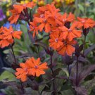 flower seeds Lychnis  Arkwrightii, 50 Seeds   #IEB13