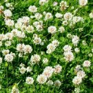flower seeds Clover White Dutch, 500 Seeds   #IEB13