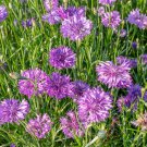 100 seeds variated Cornflower  Mauve purple color  #IEB13
