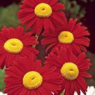 200 flower seeds Chrysanthemum Robinson Red color  #IEB13