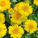 50 seeds Gaillardia  Aurea Pura, great for your  garden  #IEB13