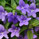 100 flower seeds Browalia violet color, easy to grow    #IEB13