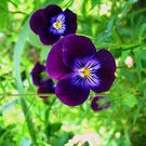 50 flower seeds Viola  King Henry    #IEB13