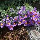 fresh flower seeda Linaria Alpina, 50 Seeds  #IEB13
