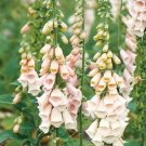fresh seeds afoxglove  Apricot, 250 Seeds#IEB13