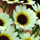 fresh flower seeds Chrysanthemum Polar Star, 200 Seeds #IEB13
