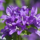 fresh flower seeds Bellflower Superba 50 Seeds, easy to grow  #IEB13