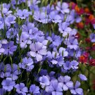100 seeds Viscaria  Blue Angel, easy to grow  #IEB13