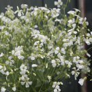flower seeds Soapwort White  color 50 Seeds #IEB13
