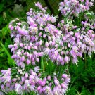 freesh seed variated Allium   Cernum, 50 Seeds   #IEB13