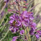 100 fresh seeds  Fireweed, easy to grow  #IEB13