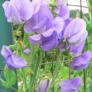 15 seeds Sweet Pea Royal  Lavender purple color, easy to grow  #IEB13