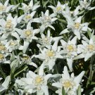 fresh flower seeds Edelweiss, 100 Seeds  #IEB13