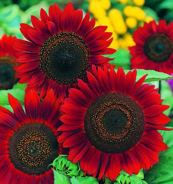 Red Sun Sunflower fresh flower seeds, 100 Seeds   #IEB13