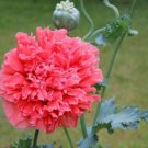 100 seeds Peony Poppy  Bombast Red color, easy to grow    #IEB13