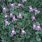 flower seeds Kenilworth Ivy,200 Seeds  #IEB13