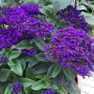 50 flower seeds  Heliotrope  Marine purple color  #IEB13
