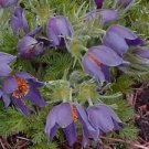 25 flower seeds Anemone  Violet, great for your size   #IEB13