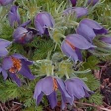25 flower seeds Anemone  Violet, great for your size   #IEB13