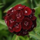 red color Dianthus  Dunetti flower seeds,200 Seeds   #IEB13