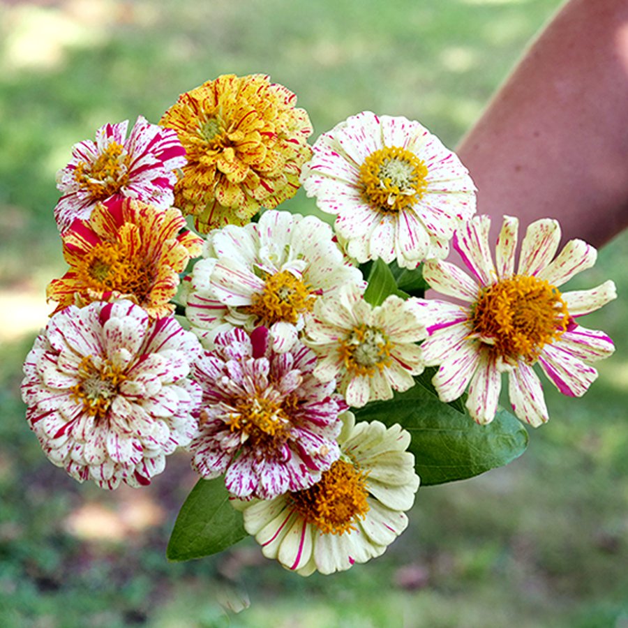 100 flower seeds  Zinnia Elegans Bon Bon Mix color, great for your garden  #IEB13