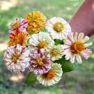 100 flower seeds  Zinnia Elegans Bon Bon Mix color, great for your garden  #IEB13