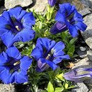 35 seeds Gentian Stemless, easy to grow  #IEB13