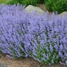 200 flower seeds  Catmint Blue  color. great for your garden #IEB13