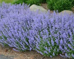 200 flower seeds  Catmint Blue  color. great for your garden #IEB13