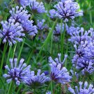 fresh flower seeds  Blue Woodruff, 25 Seeds #IEB13
