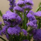50 seeds Statice   Purple Attraction, easy to garden   #IEB13