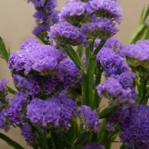 50 seeds Statice   Purple Attraction, easy to garden   #IEB13