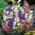 100 seeds Canterbury bells Mixed colors,easy to grow   #IEB13