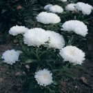 50 flower seeds Aster Milady White, easy to grow    #IEB13