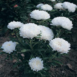 50 flower seeds Aster Milady White, easy to grow    #IEB13