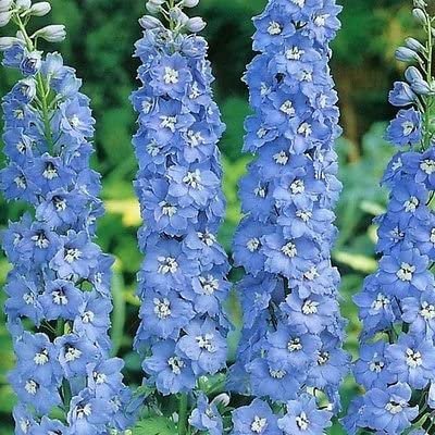 fresh flower seeds Delphinium Summer Skies,50 Seeds  #IEB13