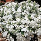 100 seeds Lobelia White Lady , easy to grow  #IEB13