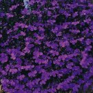 flower seeds Lobelia  Crystal Palace purple color , 100 Seeds  #IEB13