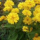 50 fresh flower seeds Heliopsis Summer sun yellow color  #IEB13