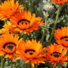 flower seeds variated Venidium  Orange color, 100 Seeds   #IEB13
