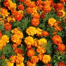 flower seeds Marigold- French Sparky Mix, 100 Seeds #IEB13