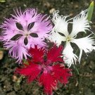 variated flower Dianthus Spooky Mix color, 100 Seeds #IEB13