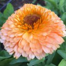 50 flower seeds Calendula Pink colors   #IEB13